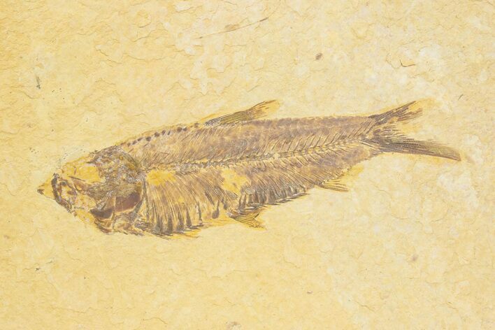 Detailed Fossil Fish (Knightia) - Wyoming #373706